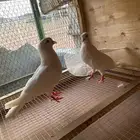 زوج صنعاني عرق الشيبه