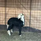 رخل ذبيحه للبيع