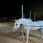 حصان شعبي شيخ