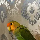 روز للبيع