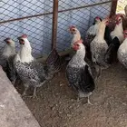دجاج فيومي بياض