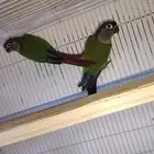 كنيور ذكر يلو سايد الانثى قرين شيك