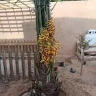 نخيل للبيع