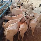 تيوس صومالية طيبة ونظيفة وجاهزة للتربية او الذبح