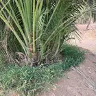 جميع انواع المقولات اعمال نخيل تنظيف وتكريب وتحويض النخل الع