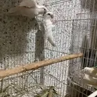 بغباء روز البينو عيون حمر