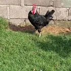 دجاج رومي وفيومي وديك اسود