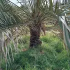 ابو عزام التوريد النخيل العربي جميع مقاساته