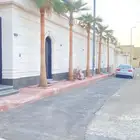 فسايل نخيل  واشنطني الرياض الخوطة الخرج الجنادىية القصيم