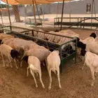 وصل وصل طلبية طليان برابر لمزرعة المزاحمية