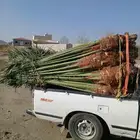 يتوفر لديناء جميع انوع انخيل المثمرة وزينه