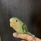 طيار روز تربيه في خوف على السوم في كساح