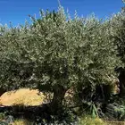 زيتون مراكن وأرض محضن