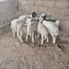 10 بهم مرابي نظيف وصحاح وشعره