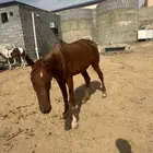 للبيع 2خيول ذكور