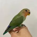 روز اليف ( تم البيع )