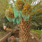 تركيب السياج الأمني الحديدي الشبوك للمزارع وو زراعه النخل
