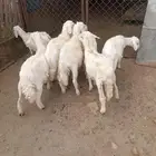 7خرفان مرابي