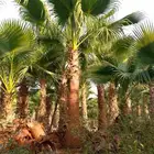 نخل واشنطني امريكي ابو مروحه درجه اولى الرياض