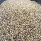 علف الخلطة الذهبية لتسمين الدواجن والحمام والطيور