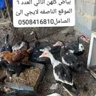 للبيع بط مصري بياض