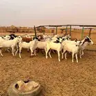 معزا بيشيات 34 بلفحول ب 620