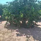 حمضيات يوجد لدينا جميع انواع الحمضيات ونوصل لجميع المناطق