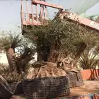 اشجار زيتون معمر للبيع