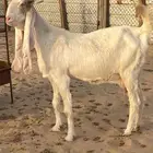 عنز هولنديه كفو