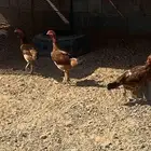 دجاج بكستاني للبيع