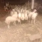 رخيل رفيدي البيع جمله عدد 300 راس