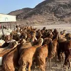 طليان سواكن حمري جذعان مرابي (شامل الذبح والتغليف والتوصيل)