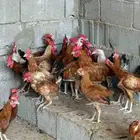 ديوك بلدي فواتح للبيع