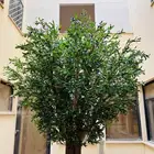 Excellent large olive tree