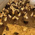 صوص بلدي الوان فواتح للبيع