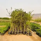 مشتل الجموم الجميع انواع اشجار با الجملة