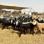 معزا مشاريك وعوارض بلفحول ب630