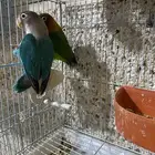 بغباءزوج (فيشر)