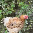 دجاجتين كوشن فرزل مستوى قوي