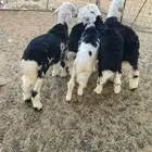 طليان للبيع