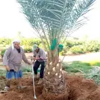 نخل مثمر للبيع اخلاص سكري برحي صقعي هلالي غر شيشي سلج