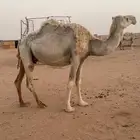 بل وضح