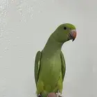 ببغاء درة