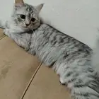 قطط اناث للتبني