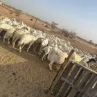 الغنم