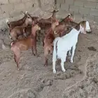 10 تيوس اسمان ونظاف وشرط