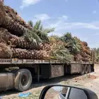 نخل للبيع