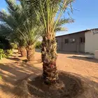 Supplying all types of palm trees