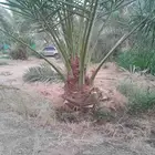 جميع انواع النخيل المثمرة