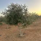 نخيل عربي و نخيل وشنتونى وأشجار زيتون و شتلات بريه اطه